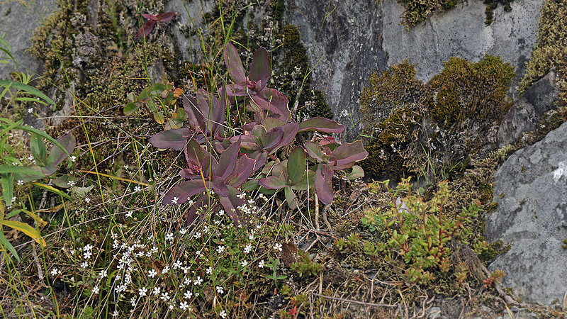 Habitat med vrtsplante; Sankt Hansurt med larvegnav for Apollo, Parnassius apollo ssp. norvegica. Dalen, Aust-Auger, Norge. 9  juli 2013. Fotograf: Lars Andersen