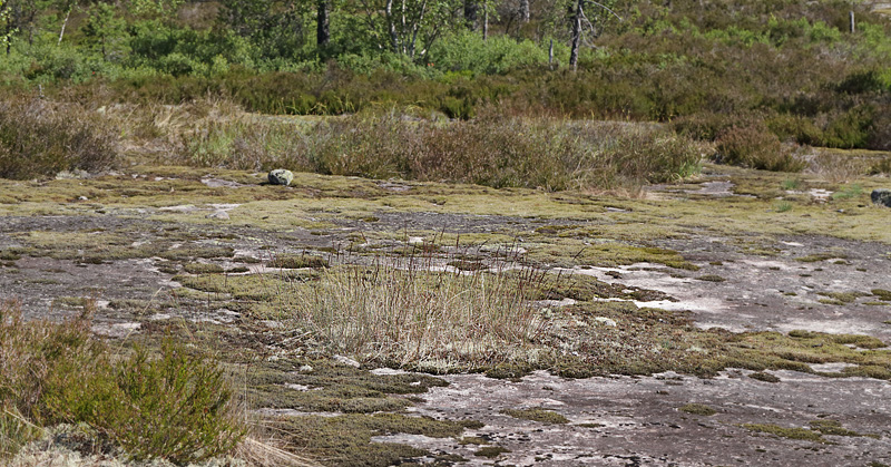 Fre-Svingel, Festuca ovina, Telemarken, Norge d. 10 juli 2013. Fotograf: Lars Andersen