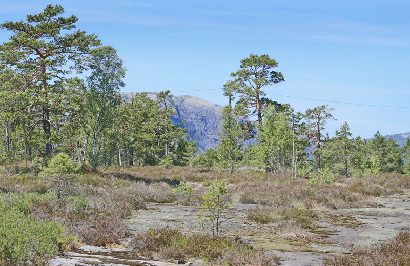 Lokalitet for Argusblvinge, Plebejus argus. Telemarken 950 m., Norge d. 10 juli 2013. Fotograf; Lars Andersen