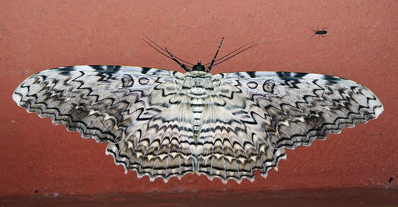 White Witch, Thysania agreppina. Jatata inn Hotel, Caranavi, elev. 600 m. d. 12 january 2015. Photographer: Peter Mllmann