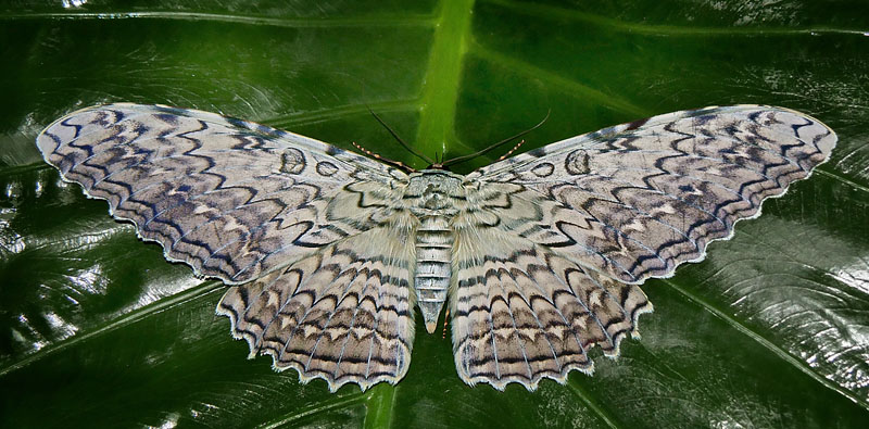 White Witch, Thysania agreppina. Jatata inn Hotel, Caranavi, elev. 600 m. d. 12 january 2015. Photographer: Peter Møllmann