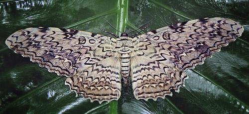 White Witch, Thysania agreppina. Jatata inn Hotel, Caranavi, elev. 600 m. d. 12 january 2015. Photographer: Peter Mllmann