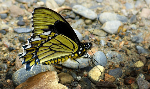 Madyes Swallowtail, Battus madyes madyes (E. Doubleday, 1846), Yungas, Bolivia 29 January 2015. Photographer; Jan Flindt Christensen