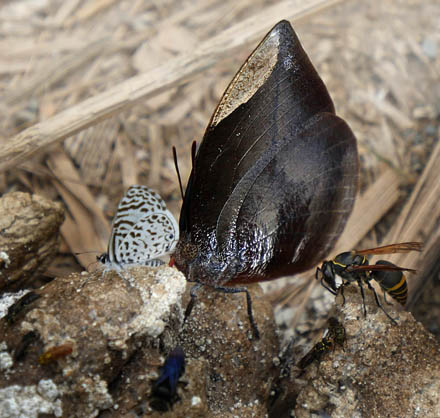 Memphis polyxo. Caranavi, Yungas, Bolivia d. 2 december 2014. Fotograf; Peter Mllmann