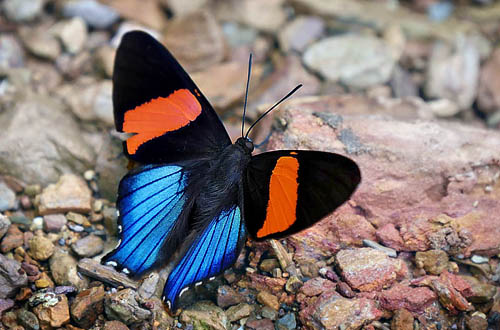 Inca Swordtail, Ancyluris inca miranda. Caranavi, Yungas, Bolivia december 2014. Photographer: Peter Møllmann