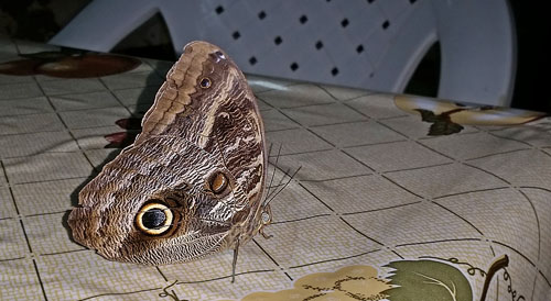 Owl Butterfly, Caligo illoneus. Caranavi, Yungas, Bolivia 2 december 2014. Photographer; Peter Møllmann