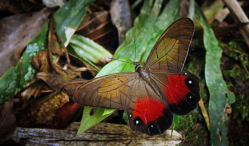 Pierella hyceta ceryce. Rio Negro,  Caranavi, elev. 900 m. d.  19 december 2014. Photographer: Peter Mllmann