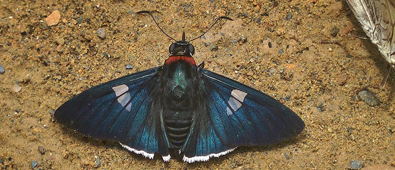 Ruby-collared Sapphire, Gunayan rubricollis (Sepp, 1841). Caranavi d 23 january 2014.  Photographer; Peter Mllmann