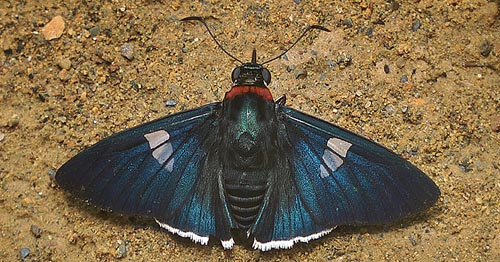 Ruby-collared Sapphire, Gunayan rubricollis (Sepp, 1841). Caranavi d 23 january 2014. Photographer; Peter Møllmann