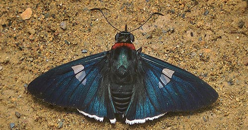 Ruby-collared Sapphire, Gunayan rubricollis (Sepp, 1841). Caranavi d 23 january 2014.  Photographer; Peter Mllmann