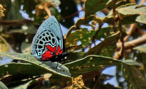 Asterope leprieuri. Yungas, Bolivia. december 2014. Photographer; Peter Mllmann