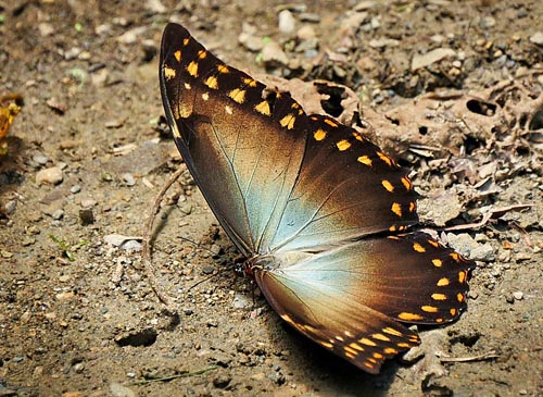 Morpho amphitryon. Caranavi, Yungas, Bolivia december 2014. Photographer: Peter Mllmann