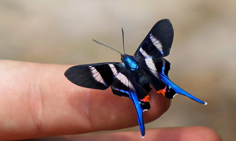 Long-tailed Metalmark, Rhetus arcius huana. Caranavi elv. 800 m. 31th december 2014. Photographer:  Peter Mllmann