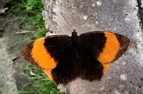 Pedaliodes praxithea. New road Coroico-La Paz, Yungas, Bolivia, 3000m , Gs5.  20  December 2014. Photographer:  Peter Mllmann