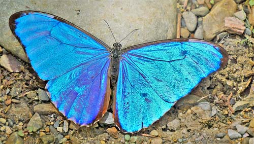 Morpho aurora. Caranavi, Yungas. d. 10 December 2014. Photographer: Peter Mllmann