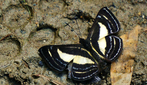 Baeotis creusis. Kori Wayku inca trail elev. 2000 m. d.  14 December 2014. Photographer:  Peter Mllmann