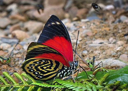 White-spotted Agrias. Prepona (Agrias) amydon ferdinandi. Caranavi elv. 800 m. December 2014. Photographer: Peter Møllmann