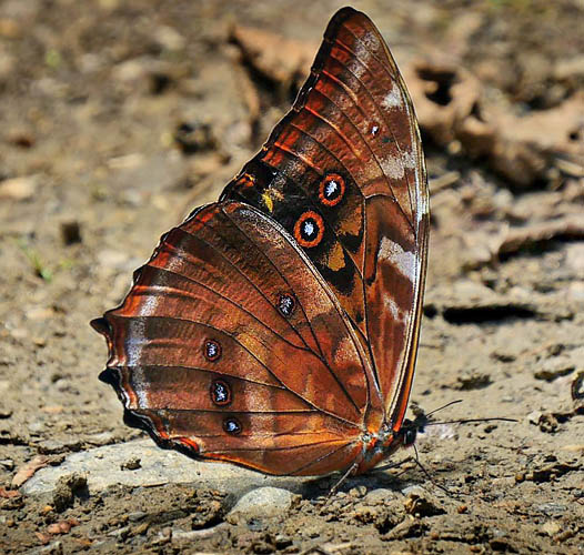 Morpho amphitryon. Caranavi, Yungas, Bolivia december 2014. Photographer: Peter Mllmann