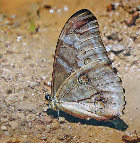 Morpho aurora. Caranavi, Yungas, Bolivia december 2014. Photographer: Peter Mllmann