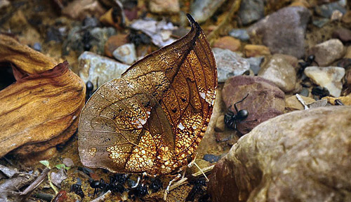 Magnficent Leafwing, Coenophlebia archidona.  Rio Zongo,  Caranavi, elev. 900 m. december 2014. Photographer: Peter Mllmann