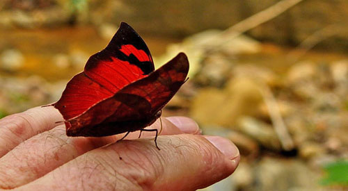 Fountainea eurypyle. Caranavi, Yungas, Bolivia December 2014. Fotograf; Peter Møllmann