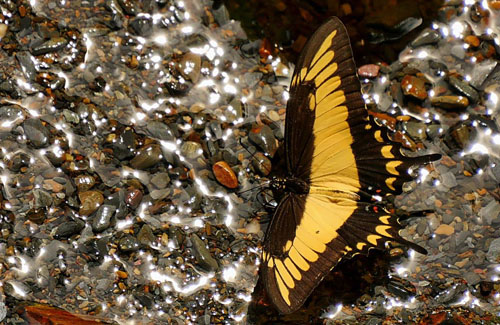 Heraclides astyalus phanias. Caranavi, elev. 800 m. d.  16 december 2014. Photographer: Peter Mllmann