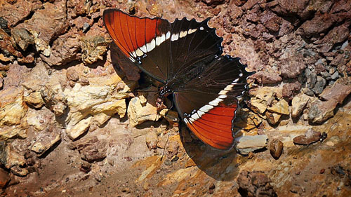 Siproeta epaphus. Caranavi elv. 800 m. December 2014. Photographer:  Peter Mllmann