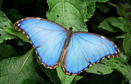 Morpho menelaus godartii. Rio Negro, Caranavi, Yungas, Bolivia December 2014. Photographer: Peter Mllmann