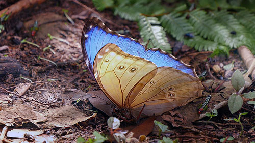 Morpho menelaus godartii. Rio Negro, Caranavi, Yungas, Bolivia December 2014. Photographer: Peter Mllmann