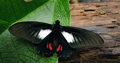 Heraclides hyppason hippasonides (Grose-Smith, 1902). Rio Broncini, Caranavi, elev. 800 m. d.  8 january 2015. Photographer: Peter Mllmann