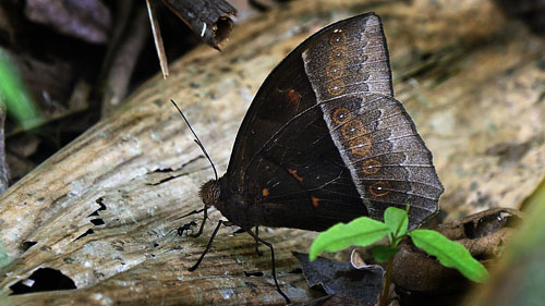 Taygetis cleopatra C. Felder & R. Felder, 1867. Rio Negro, Caranavi, Yungas, Bolivia 6th january 2015. Fotograf; Peter Mllmann