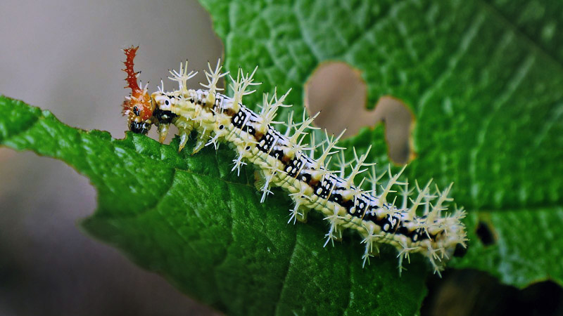 Blomfild's Beauty, Smyrna blomfildia (Fabricius, 1781) from Rio Broncini Caranavi, videoframe 8th. january 2015. Photographer; Peter Mllmann