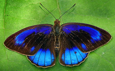 Eunica eurota dolores (Prittwitz, 1871). Guanay, Mapiri, Yungas, Bolivia January 2015. Photographer; Peter Møllmann