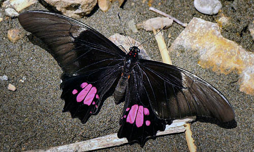 Ruby-spotted Sweallowtail, Heraclides anchisiades capys (Hbner, 1809).  Mallacita, Yungas, Bolivia january 2015. Photographer: Peter Mllmann