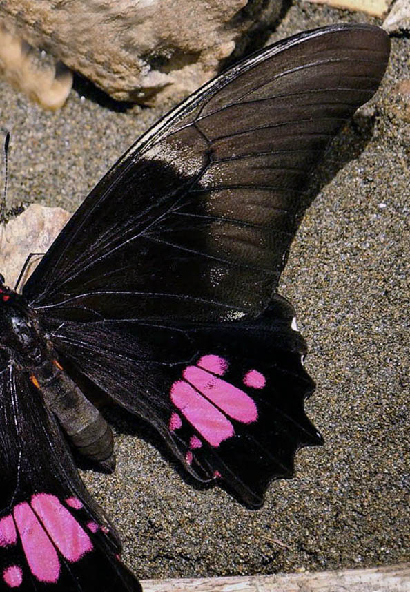 Ruby-spotted Sweallowtail, Heraclides anchisiades capys (Hbner, 1809).  Mallacita, Yungas, Bolivia january 2015. Photographer: Peter Mllmann