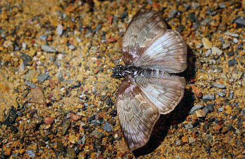 Jason's Mylon, Mylon jason (Ehrmann, 1907). Rio Zongo, Caranavi, elev. 800 m. d.  14 january 2015. Photographer: Peter Mllmann