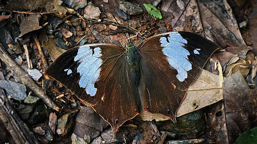 Cindy's Leafwing, Fountainea nessus female (Latreille, 1813). Caranavi, Yungas, Bolivia january 2015. Photographer; Peter Møllmann