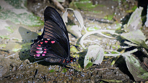 Ruby-spotted Sweallowtail, Heraclides anchisiades. Rio Negro, Caranavi, Yungas, Bolivia 6th january 2015. Fotograf; Peter Mllmann