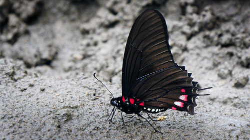 Xynias Swallowtail, Mimoides xynias xynias (Hewitson, 1875). Malla, Yungas, Bolivia january 2015. Photographer: Peter Mllmann