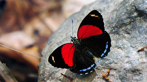 Callicore cyllene. Mallacita, Caranavi, Yungas, Bolivia January 2015. Fotographer; Peter Møllmann