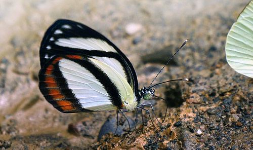 Itaballia pandosia pisonis (Hewitson, 1861). Mallacita, Caranavi, Yungas, Bolivia January  2015. Photographer: Peter Mllmann