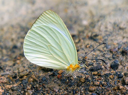 Leptophobia aripa elodina (Boisduval, 1836). Mallacita, Caranavi, Yungas, Bolivia January  2015. Photographer: Peter Mllmann