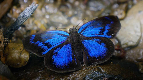 Glorious Blue-Skipper, Paches loxus loxana (Evans, 1953). Mallacita, Caranavi, Yungas, Bolivia January 2015. Photographer; Peter Mllmann