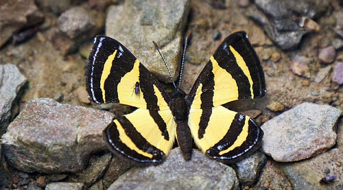 D'Abrera Pigmy, Baeotis staudingeri (D'Abrera, 1994). Garrapatuni Caranavi, Yungas, Bolivia 2th january 2015. Fotograf; Peter Møllmann