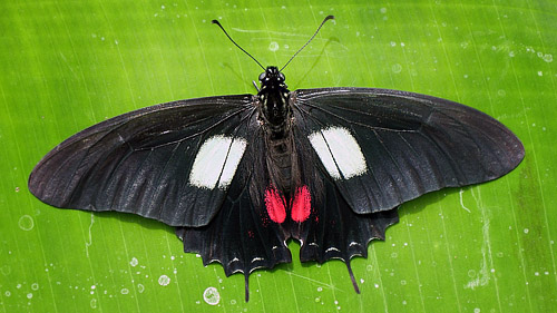 Xynias Swallowtail, Mimoides xynias xynias (Hewitson, 1875). Malla, Yungas, Bolivia january 2015. Photographer: Peter Mllmann