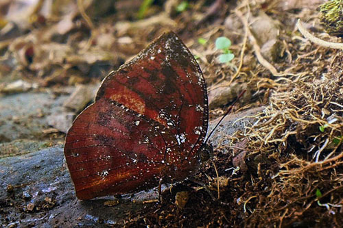 Memphis ambrosia phoebe (H. Druce, 1877). Rio Negro, Caranavi, Yungas, Bolivia 6th january 2015. Fotograf; Peter Møllmann