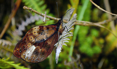 Venerata Satyr, Druphila venerata (Butler, 1873). Sacramento Alto between Yolosa and Unduarvi. 2700 m.a. date 30 January 2015. Photographer; Peter Mllmann