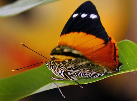 Blomfild's Beauty, Smyrna blomfildia (Fabricius, 1781) from Rio Broncini Caranavi, videoframe 22th january 2015. Photographer; Peter Møllmann