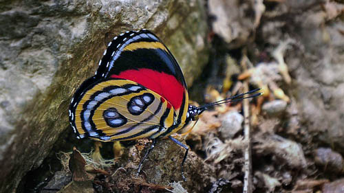 Callicore cyllene. Mallacita, Caranavi, Yungas, Bolivia January 2015. Fotographer; Peter Møllmann