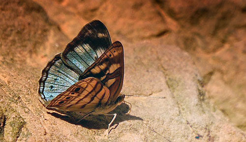 Dynamine arene (Hübner, 1823). Teoponte Mayaya, Caranavi, Yungas, Bolivia January 2015. Fotographer; Peter Møllmann